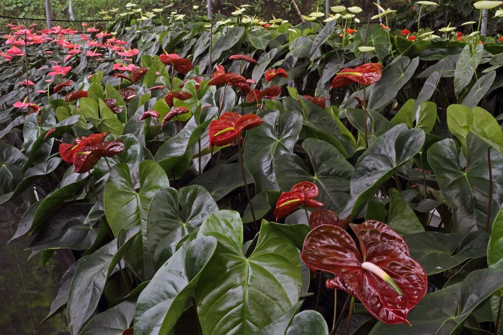 Finca Hamburgo La Ruta Del Cafe Tuzantan Eksteriør bilde